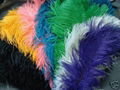 ostrich feather  4