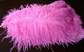 ostrich feather  5