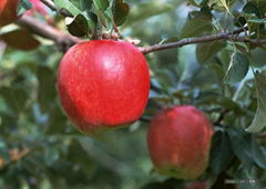 Apple Cider Vinegar Powder