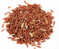 Red Yeast Rice Extract Lovastatin 1