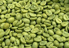 Green Coffee Bean Extract Chlorogenic