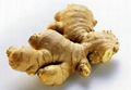 Ginger Root Extract Gingerols 1