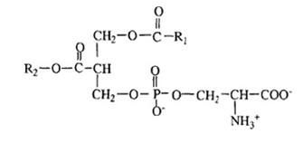 Phosphatidylserine (PS) 8002-43-5  