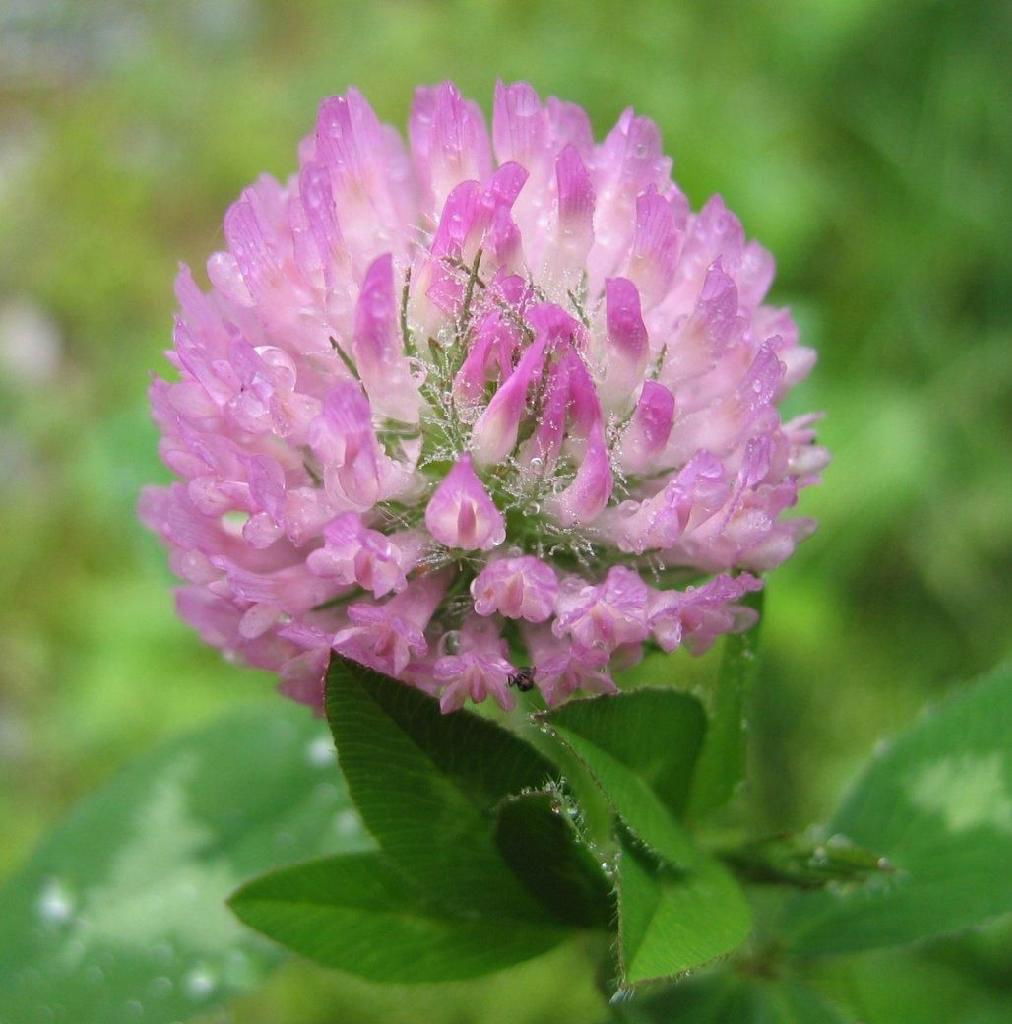 Red Clover Extract isoflavone