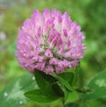 Red Clover Extract isoflavone 1