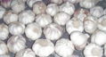 Chinese garlic 1