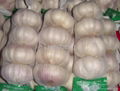 Chinese garlic 4