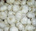Chinese garlic 5