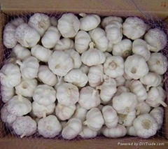 normal white garlic 