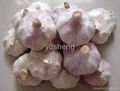 normal white garlic  4