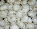 pure white garlic 4