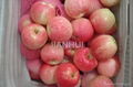 Fresh Gala Apple 5