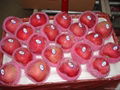 Fresh Red Star Apple