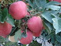 Fresh Red Star Apple 3