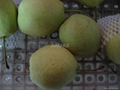 Fresh Shandong Pear 4
