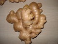 Fresh Ginger