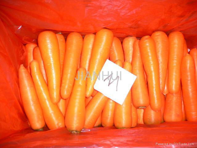 Fresh Carrot