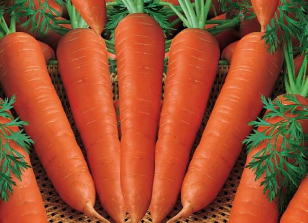 Fresh Carrot 2