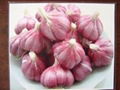 normal white garlic 1