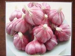 normal white garlic