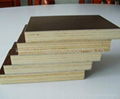 1250x2500 film faced plywood