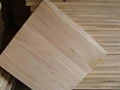 paulownia edge glue panel 1