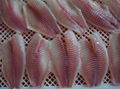 frozen tilapia fillet 1