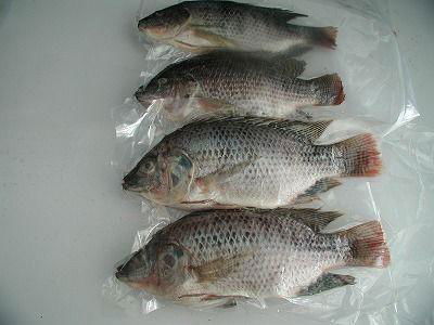 frozen tilapia WGS