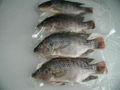 frozen tilapia WGS