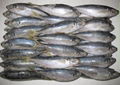 frozen horse mackerel 1