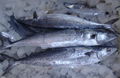 frozen Spanish mackerel 1