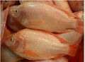 frozen red tilapia 1