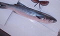 frozen grey mullet 1