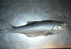 Frozen fourfinger threadfin