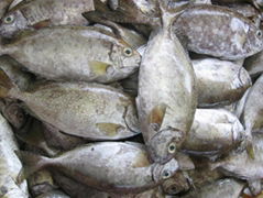 frozen rabbit fish