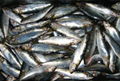 frozen sardine fish