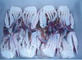 frozen cut crab 1