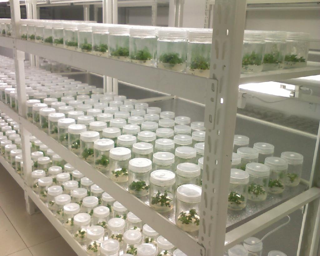 浩隆专用组培架 培养架