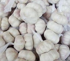 normal white garlic