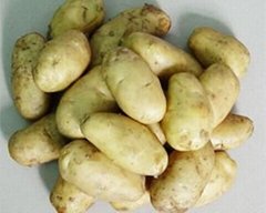 新鮮土豆