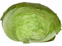 Head lettuce