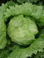Head lettuce 2