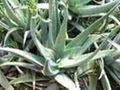 Aloes P.E.