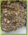 Grifola Frondosus extract