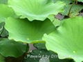 Lotus Leaf P.E  1