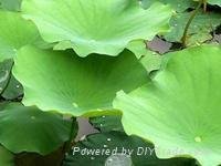 Lotus Leaf P.E 