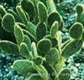  Caralluma Fimbriata PE 1