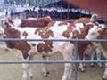 育肥牛價格 3