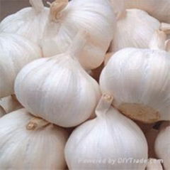 garlic