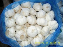 fresh white garlic